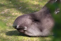 Lowland Tapir