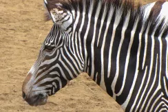 Grevy's Zebra