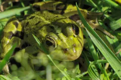 Edible frog