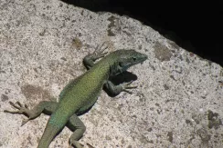 Western green lizard